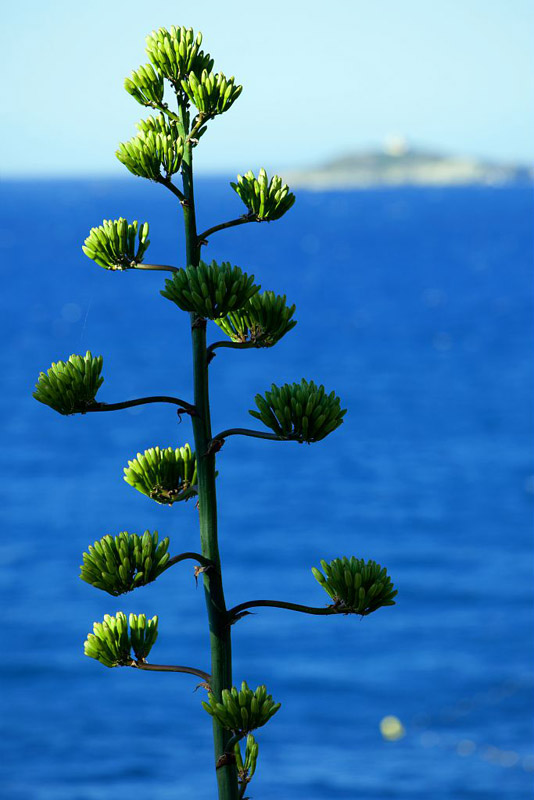 France, Var (83), Sanary sur Mer, fleur d'agave americana Marginata