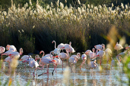 France, Bouches du Rhone (13), parc naturel regional de Camargue, Saintes Maries de la Mer, Parc ornithologique du Pont de Gau, flamants rose